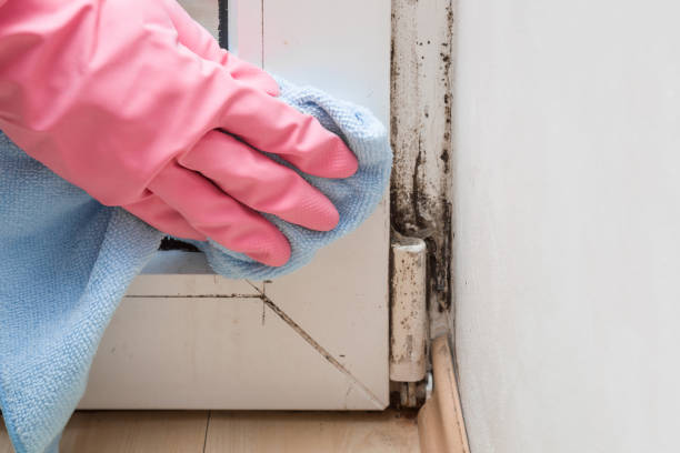Best Health and Safety Mold Remediation in Homerville, GA